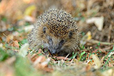 东京电玩展2023日本游戏大奖公布 《怪猎崛起》斩获年度大奖